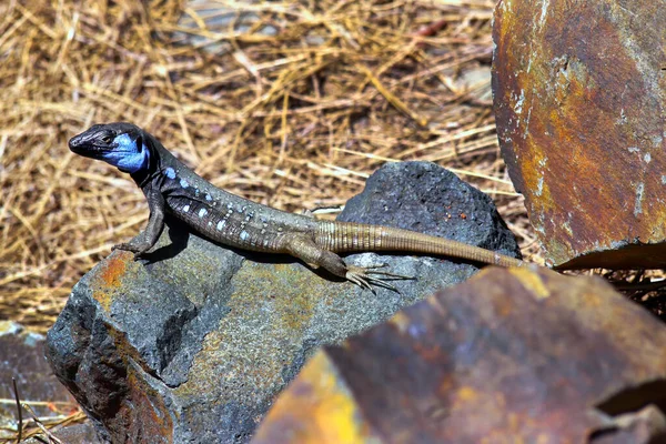 Palma Lucertola Sizeable Lucertola Lucertola Murale Lagarto Tizon Gallotia Galloti — Foto Stock