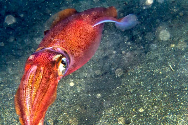 Reef Squid Lembeh North Sulawesi Indonesia Asia — Stock Photo, Image