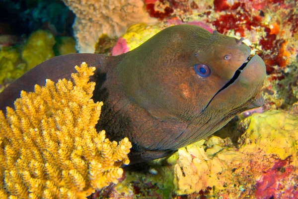 Moray Gigante Gymnothorax Javanicus Coral Reef South Ari Atoll Maldivas — Foto de Stock