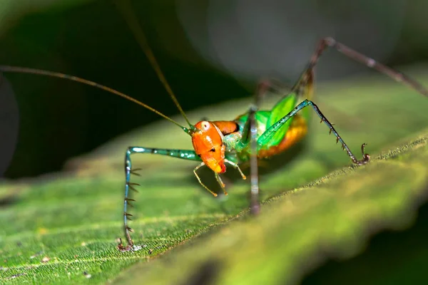 Grasshopper Τροπικό Τροπικό Δάσος Marino Ballena National Park Uvita Osa — Φωτογραφία Αρχείου