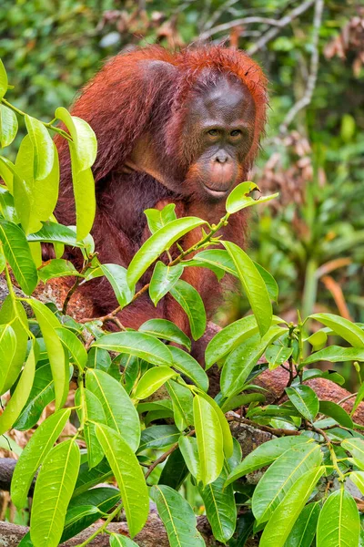 Мбаппе Pongo Pygmaeus Национальный Парк Танкинг Борнео Индонезия — стоковое фото