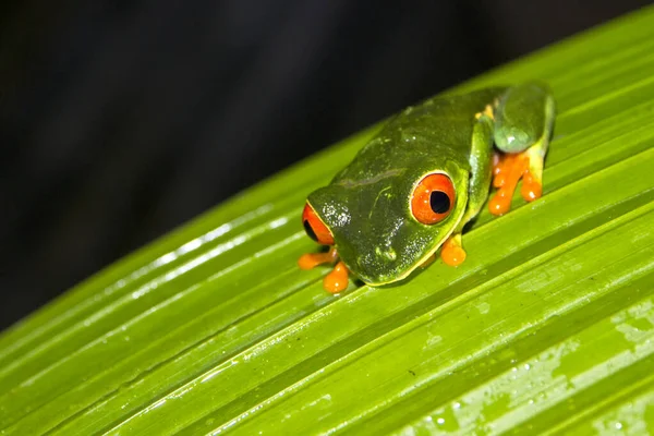 Red-eyed Tree Frog, Agalychnis callidryas, Tropical Rainforest, Corcovado National Park, Osa Conservation Area, Osa Peninsula, Costa Rica, Central America, America