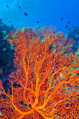 Sea Fan, Sea Whips, Gorgonian, Coral Reef, Bunaken National Marine Park, Bunaken, North Sulawesi, Endonezya, Asya
