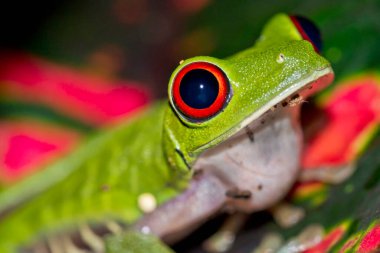 Kırmızı gözlü ağaç kurbağası, Agalychnis callidryas, Tropikal yağmur ormanları, Corcovado Ulusal Parkı, Osa Koruma Alanı, Osa Yarımadası, Kosta Rika, Orta Amerika, Amerika
