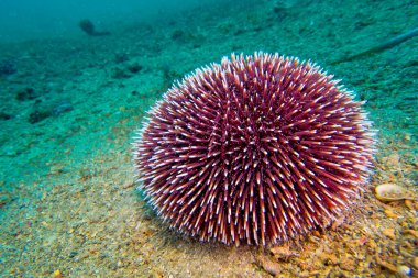 Ortak Deniz kestanesi, Paracentrotus lividus, Cabo Cope Puntas del Calnegre Doğal Parkı, Akdeniz, Murcia, İspanya, Avrupa