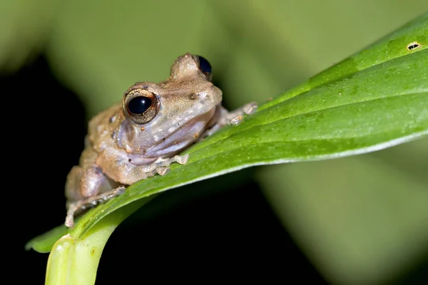 Rana Tropical Selva Tropical Parque Nacional Corcovado Área Conservación Osa — Foto de Stock