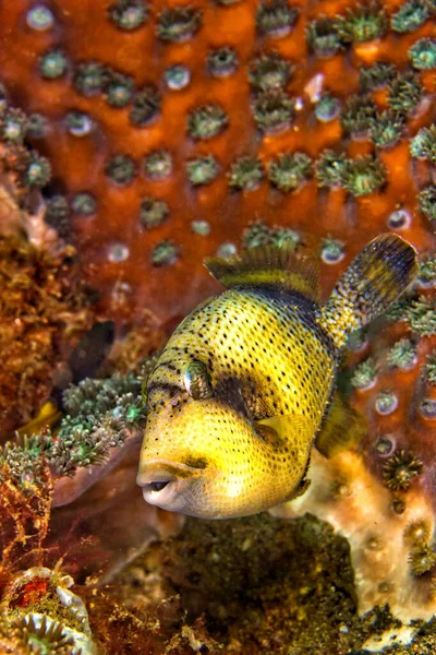 Titan Triggerfish Balistoides Virielens Coral Reef Lembeh North Sulawesi Indonesia — 스톡 사진
