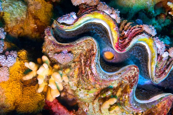 Giat Clamb, Tridacna maxima, Coral Reef, Kızıldeniz, Mısır, Afrika
