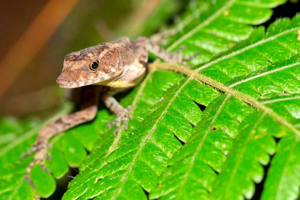 Ящірка Анолі Anolis Тропічний Дощовий Ліс Costa Rica Центральна Америка — стокове фото