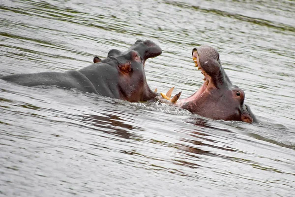 Ιπποπόταμος Hippopotamus Amphibius Kruger National Park Νότια Αφρική Αφρική — Φωτογραφία Αρχείου