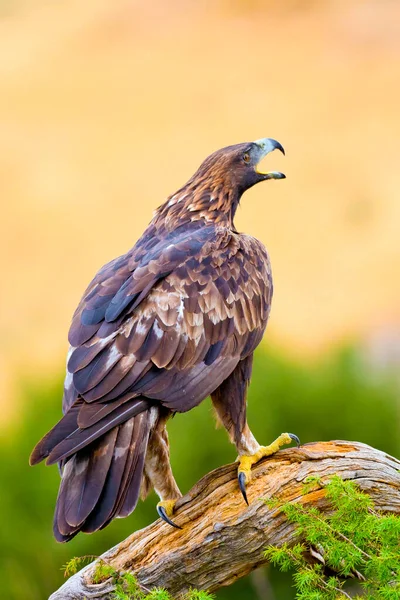 Golden Eagle Aquila Chrysaetos Mediterranean Forest Castile Leon Spanyolország Európa — Stock Fotó