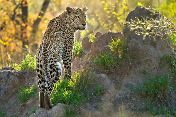 Leopardo Panthera Pardus Kruger National Park África Sul África — Fotografia de Stock