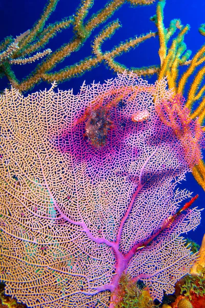 Gorgonian Sea Fan Sea Wips Coral Reef Caribus Sea Playa — ストック写真