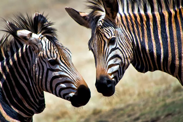 Slättland Zebra Equus Quagga Naturreservat Södra Afica Afrika — Stockfoto