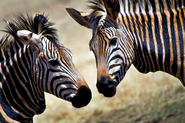 Plains Zebra, Equus quagga, Nature Reserve, South Afica, Africa