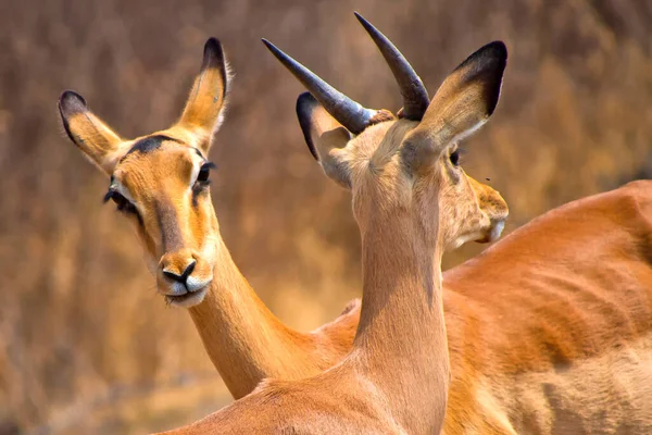 Impala Aepyceros Melampus Melampus Khama Noshörningens Helgedom Serowe Botswana Afrika — Stockfoto