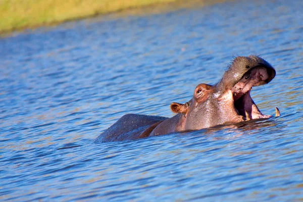 Ιπποπόταμος Hippopotamus Amphibius Chobe River Chobe National Park Μποτσουάνα Αφρική — Φωτογραφία Αρχείου