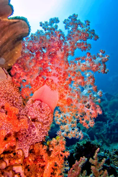 Drzewa Wielogałęziowe Koral Miękki Rafa Koralowa Lembeh Północne Sulawesi Indonezja — Zdjęcie stockowe