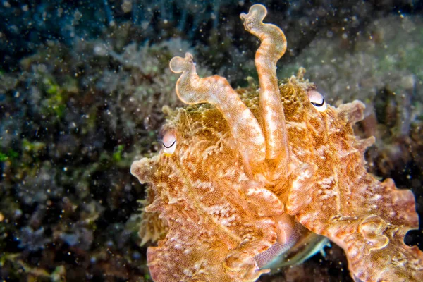 Mürekkep Balığı Broaoclub Mürekkep Balığı Sepia Latimanus Lembeh Kuzey Sulawesi — Stok fotoğraf