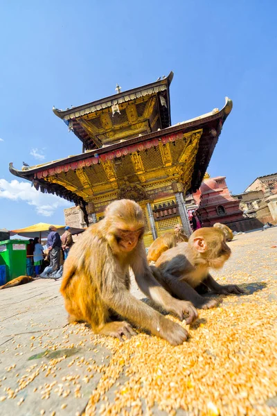 Swayambhunath Temple, Monkey Temple, UNESCO World Heritage Siite, Kathmandu, Nepal, Asia