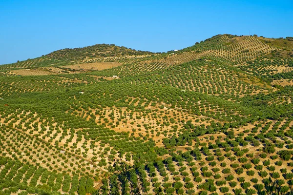 Olive Grove Land, Pinar, Granada, Andalucia, Spain, Europe