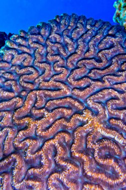 Brain Coral, Stony Coral, Coral Reef, Bunaken National Marine Park, Bunaken, North Sulawesi, Endonezya, Asya