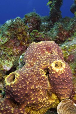 Tüp Dev Sünger, Mercan Resifi, Karayip Denizi, Playa Giron, Küba