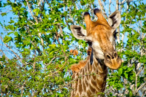 Giraffe Giraffa Camelopardis Kruger National Park South Africa — 스톡 사진