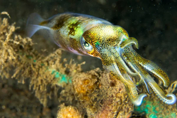 Resif mürekkep balığı, Lembeh, Kuzey Sulawesi, Endonezya, Asya