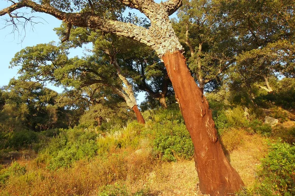 Cork Oak Forest Quercus Suber Naturpark Los Alcornocales Provinz Cadiz — Stockfoto