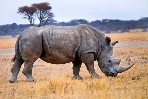 Білі Носороги Лат Ceratotherium Simum Плоскі Носороги Святилище Khama Rhino — стокове фото