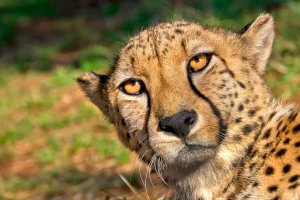 Cheetah Acinonyx Jubatus Wildlife Reserve Sudáfrica África — Foto de Stock