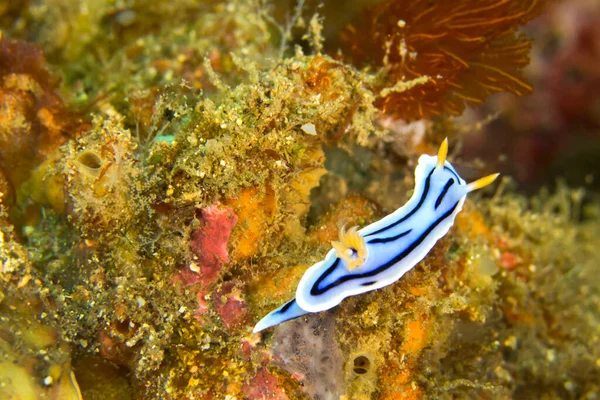 Havssnigel Dorid Nudibranch Elisabeth Chromodoris Chromodoris Elisabethina Korallrev Lembeh Norra — Stockfoto