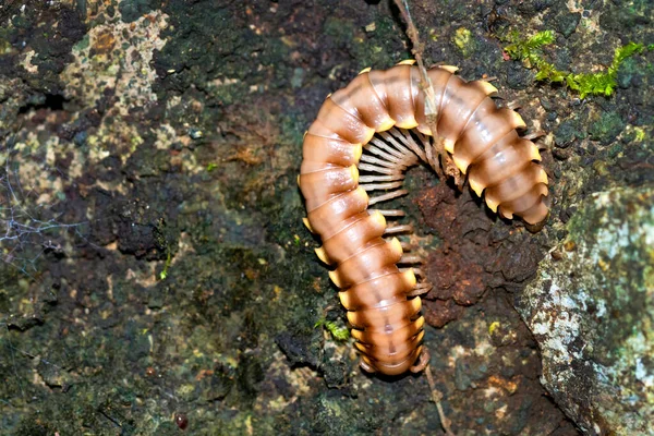 Millipede Diplopoda Tropisch Regenwoud Marino Ballena National Park Uvita Osa Rechtenvrije Stockfoto's