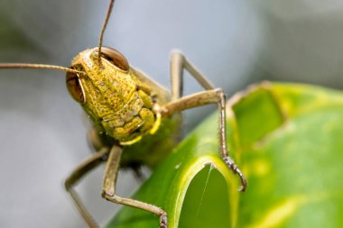 Çekirge, Tropikal Yağmur Ormanı, Marino Ballena Ulusal Parkı, Uvita de Osa, Puntarenas, Kosta Rika, Orta Amerika, Amerika