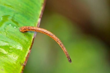 Leech, Sinharaja Ulusal Parkı Yağmur Ormanı, Sinharaja Ormanı, Dünya Mirası Alanı, UNESCO, Biyosfer Rezervi, Ulusal Yaban Bölgesi, Sri Lanka, Asya