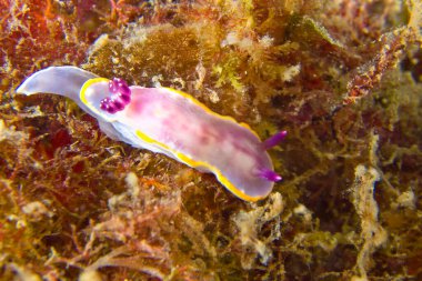 Sea Slug, Nudidal, Cabo Cope Puntas del Calnegre Doğal Parkı, Akdeniz, Murcia Bölgesi, Murcia Bölgesi, İspanya, Avrupa