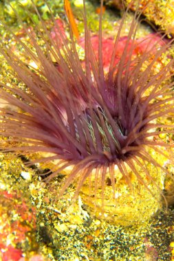 Tüpte yaşayan Anemone, Ceriantharia, Lembeh, Kuzey Sulawesi, Endonezya, Asya