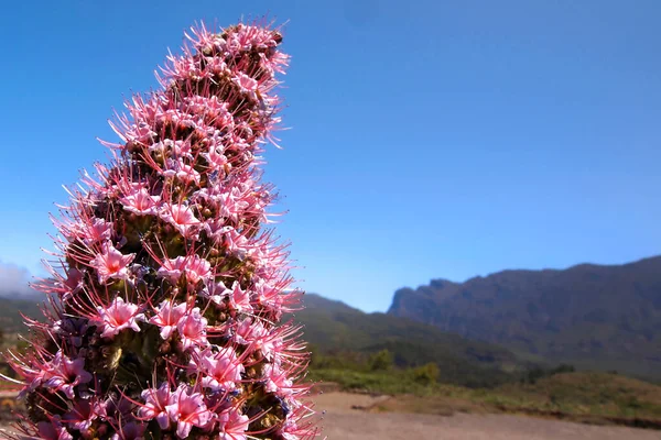 Tajinaste Rosado Echium Wildpretii Trichosyphon Park Narodowy Caldera Taburiente Rezerwat — Zdjęcie stockowe