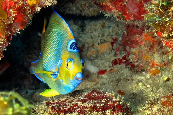 Queen Angelfish Holacanthus Ciliaris Coral Reef Mar Caribe Playa Giron — Foto de Stock