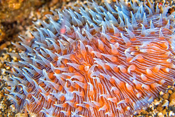 Coral Disco Coral Pedregoso Recife Coral Lembeh Sulawesi Norte Indonésia — Fotografia de Stock