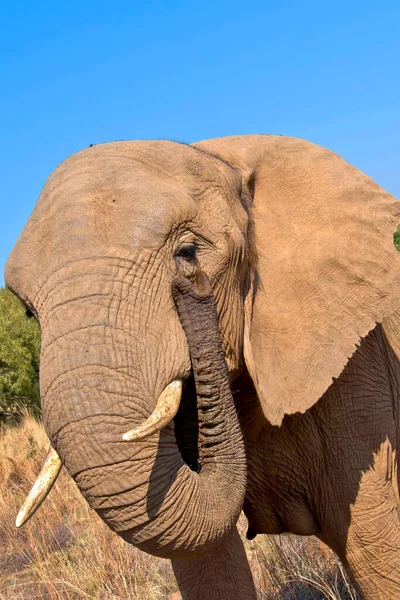Elephant Loxodonta Africana Wildlife Reserve Afrique Sud Afrique — Photo