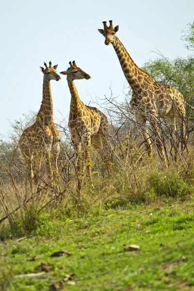 Giraffe Giraffa Camelopardis Kruger National Park South Africa — 스톡 사진