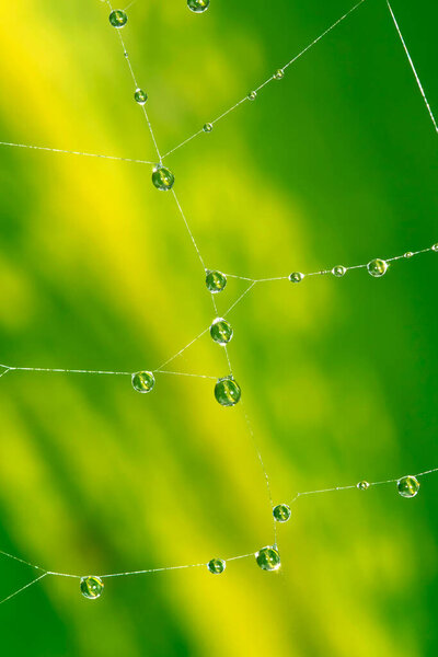 Water Drops in Spider Web, Tropical Rainforest, Marino Ballena National Park, Uvita de Osa, Puntarenas, Costa Rica, Central America, America