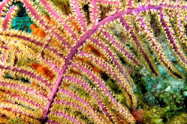 Gorgonien Meeresfächer Peitschen Korallenriff Karibisches Meer Playa Giron Kuba Amerika — Stockfoto