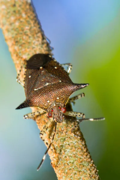 Štěnice Štítu Chust Bug Heteroptera Hemiptera Tropical Rainforest Kostarika Střední — Stock fotografie