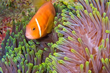 Blackfinned Anemonfish, Amphiprion nigripes, Magnificent Sea Anemone, Heteractis magnifica, Coral Reef, South Ari Atoll, Maldivler, Hint Okyanusu, Asya