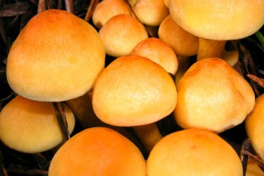 Wild Mantar, Sierra de Guadarrama Milli Parkı, Segovia, Kastilya ve Leon, İspanya, Europ