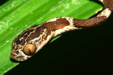 Blunthead Tree Snake, Imantodes cenchoa, Tropical Rainforest, Napo River Basin, Amazonia, Ecuador, America clipart