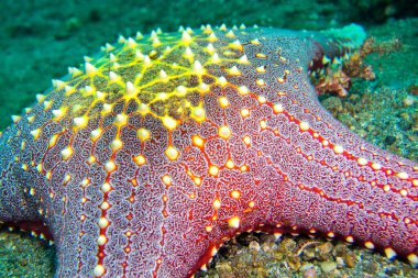 Deniz Yıldızı, Kızıl Tüberküloz Deniz Yıldızı, Pentaceraster Sp., Lembeh, Kuzey Sulawesi, Endonezya, Asya